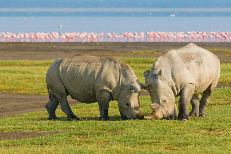 4 day safari in Masaai Mara and Lake Nakuru National Park 4 days Masaai Mara & Lake Nakuru with Landcruiser Jeep