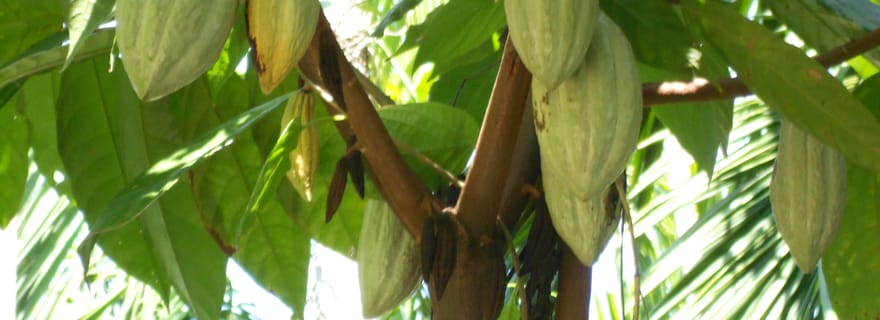 Plantations de thé en tuk-tuk et cascade de Diyaluma avec pique-nique