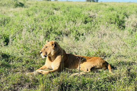 Nairobi: National Park, Karen Blixen & Kazuri Beads Factory