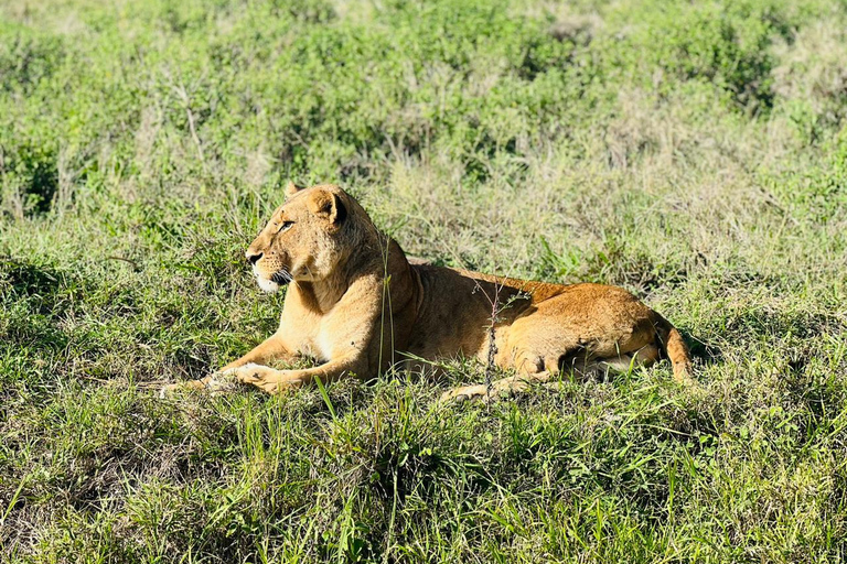 Nairobi: National Park, Karen Blixen & Kazuri Beads Factory