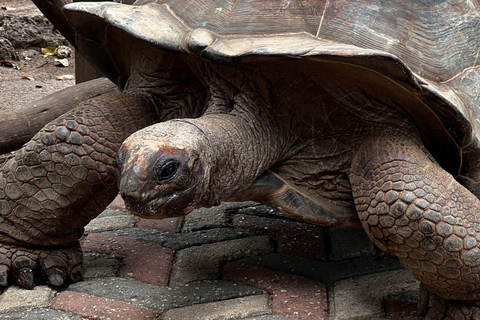 Ciudad de piedra y prisión Isla