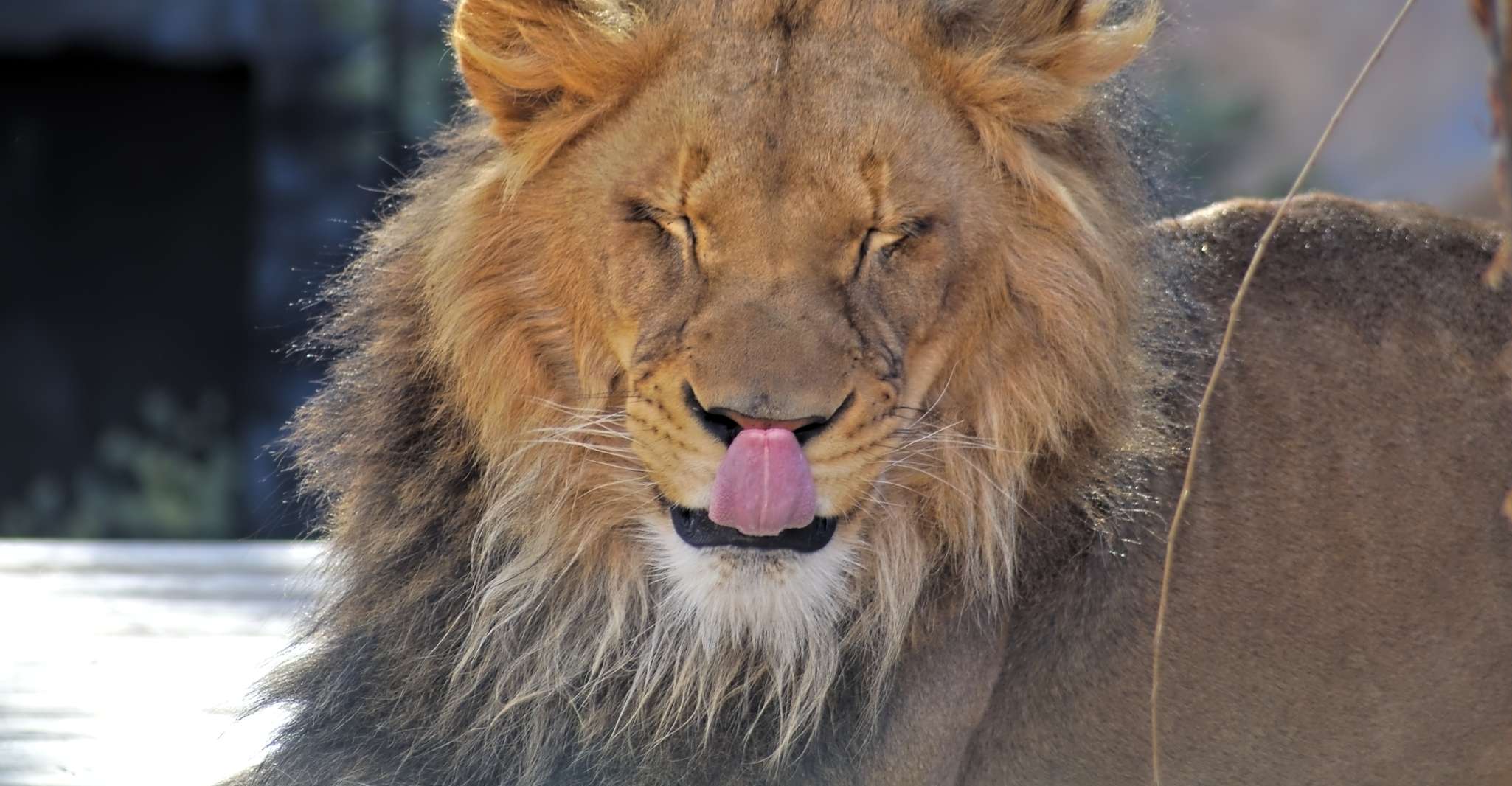 从姆万扎出发的Serengeti日 - Hizvo