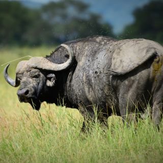 Tanzania: biglietto d'ingresso al parco nazionale di Nyerere e safari