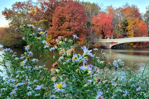 Nueva York: recorrido a pie por los secretos y lugares destacados de Central Park