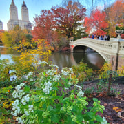 NYC: Central Park Secrets and Highlights Walking Tour