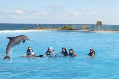 Dolphin & Whale Watching | Mexico things to do in Akumal