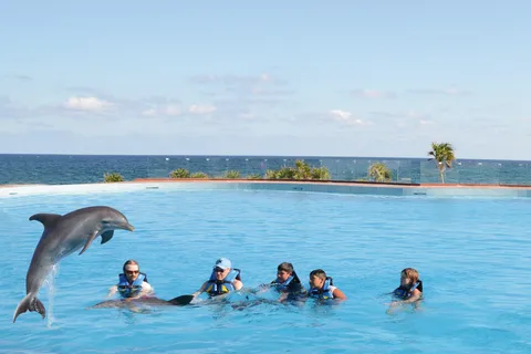 Akumal: Dolphin Encounter