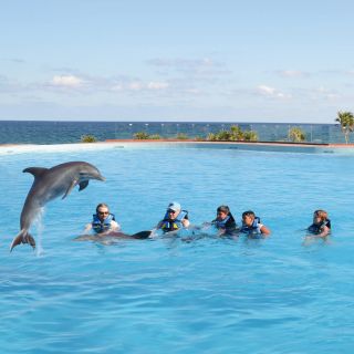 Akumal: Dolphin Encounter