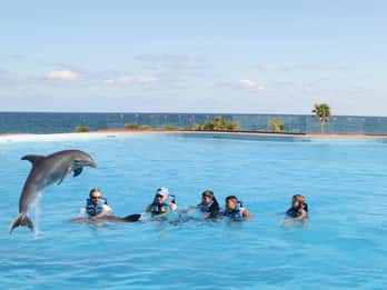 Akumal: Dolphin Encounter