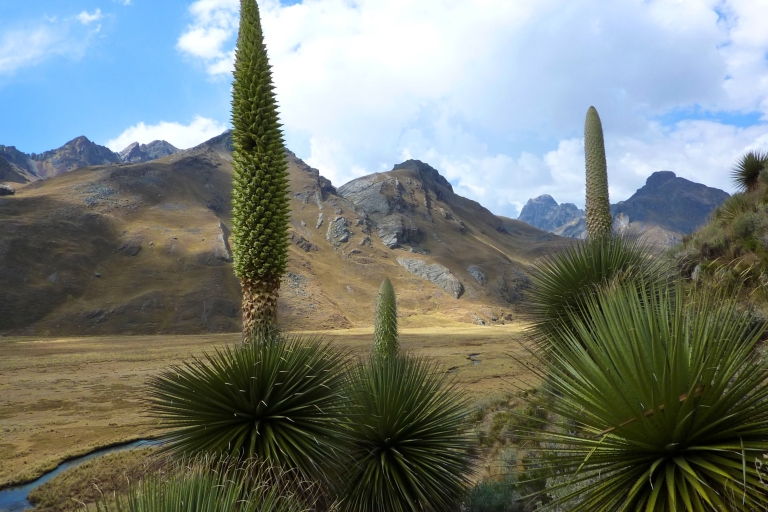 Huaraz: excursión de un día al glaciar PastoruriTour privado con guía de habla inglesa y almuerzo