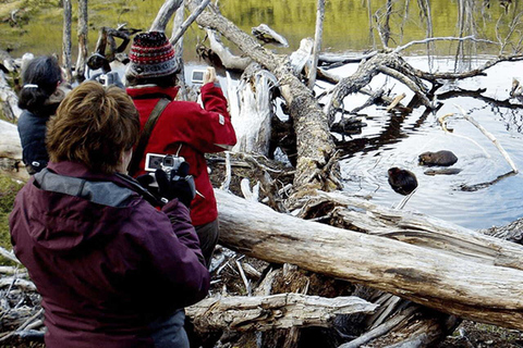 Ushuaia: Adventure and Fueguina Fauna with Animal Encounter of Your Choice Ushuaia: Adventure and Fueguina Fauna with Animal Encounter - Huskie Walk-