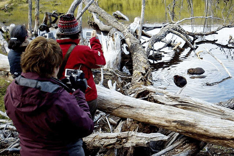 Ushuaia: Adventure and Fueguina Fauna with Animal Encounter of Your Choice Ushuaia: Adventure and Fueguina Fauna with Animal Encounter - Huskie Walk-