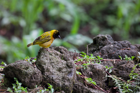 Kigali: 5-Day Birdwatching Tour Across Rwanda