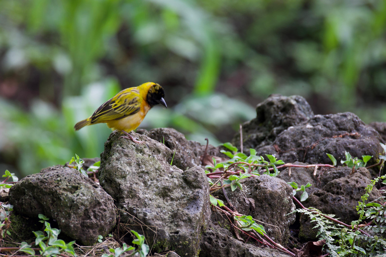 Kigali: 5-Day Birdwatching Tour Across Rwanda