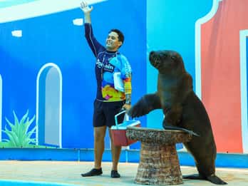 Puerto Vallarta: Sea Lion Discovery