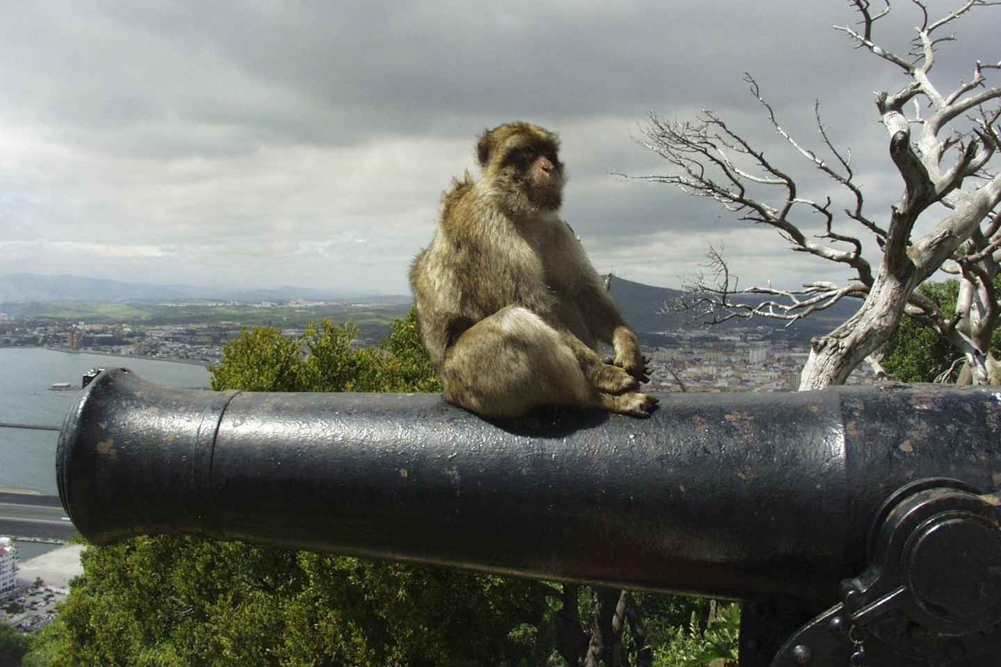 Desde Cádiz: Excursión privada de un día a Gibraltar