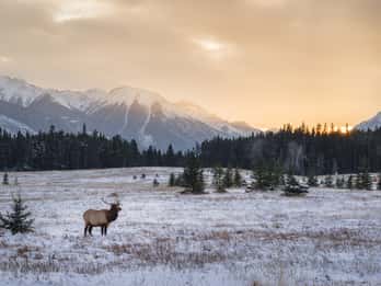 Denver/Boulder: Rocky Mountain National Park Tour Denver/Boulder: Rocky Mountain National Park Tour
