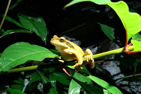 Santa Elena: Wildlife Refuge Monteverde Night Walking Tour