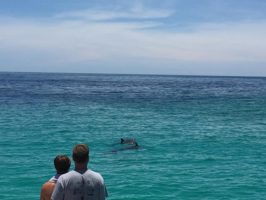 catamaran dolphin tour panama city beach