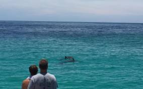 Panama City Beach: Dolphin Watching Trip by Catamaran