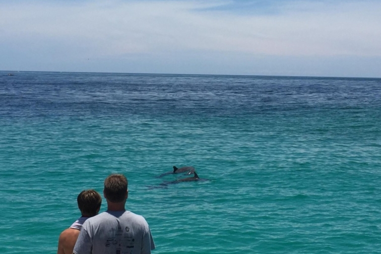 Panama City Beach: dolfijnen spotten per catamaran