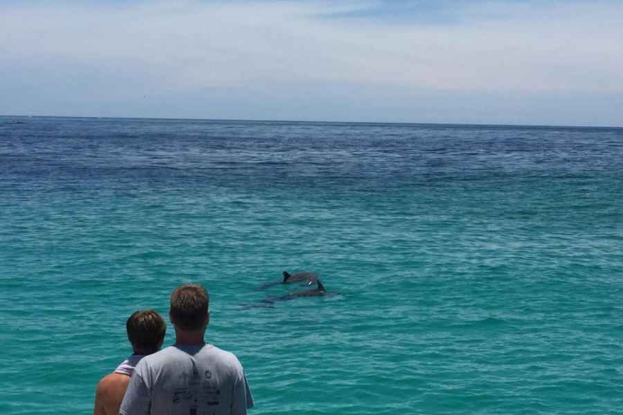 Panama City Beach: Delfinbeobachtungstour mit dem Katamaran. Foto: GetYourGuide