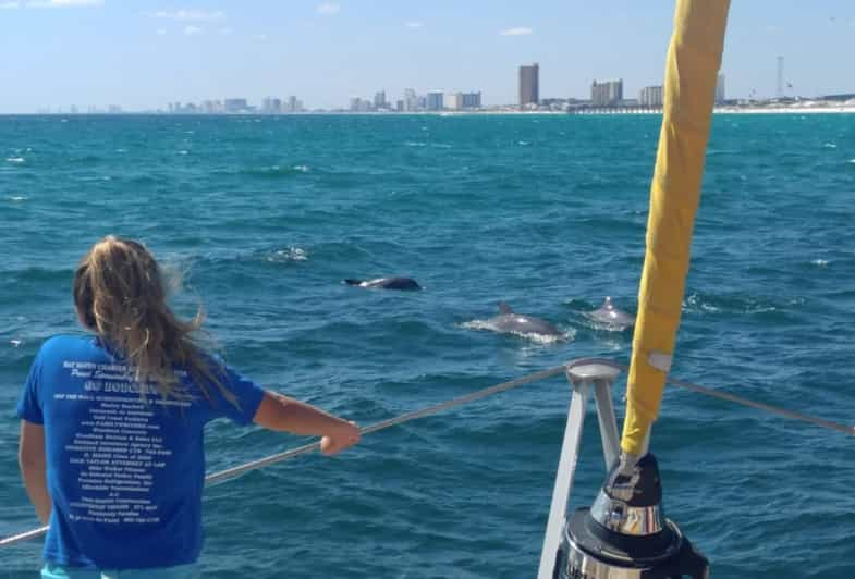 catamaran dolphin tour panama city beach