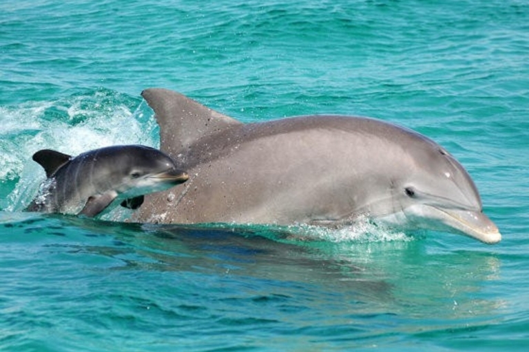 Panama City Beach: Delfinbeobachtungstour mit dem Katamaran