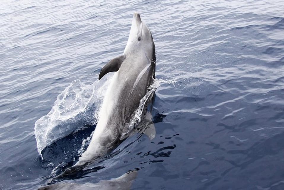 catamaran dolphin tour panama city beach