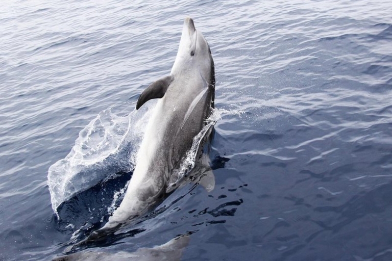 Panama City Beach : excursion d'observation des dauphins en catamaran