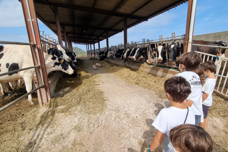 Ferreries : fabrication de fromage et dégustation de produits frais de la ferme