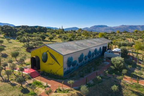 Ronda: Organic Olive Oil Tour with Tasting