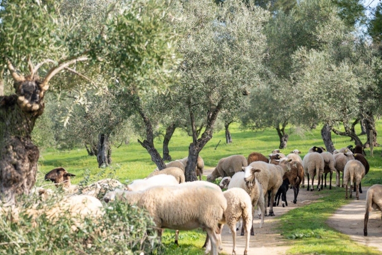 Ronda: rondleiding en proeverij biologische olijfolieRonda: biologische olijfolie- en wijnproeverij