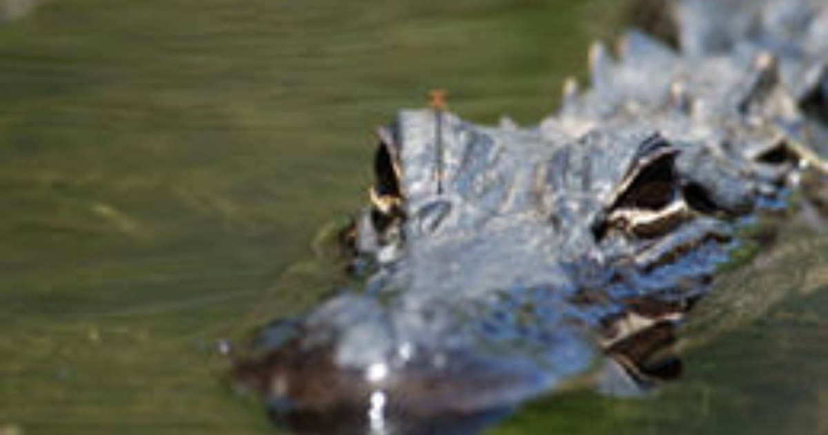 Everglades Everglades Alligators and Orchids Kayak Eco Tour GetYourGuide