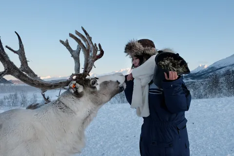 Tromsø: Reindeer Feeding and Sami Cultural Experience