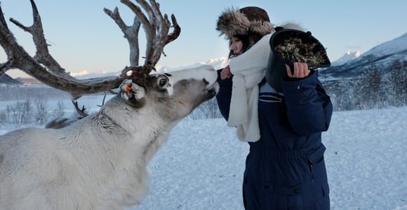 Tromsø: Reindeer Feeding and Sami Culture with Lunch