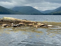 Fort William, Seal que detectó el Loch Linnhe Cruise - Housity