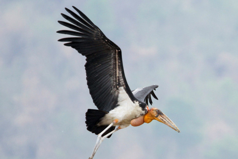 Siem Reap: Prek Toal Tonle Sap Biosphere Reserve Tour