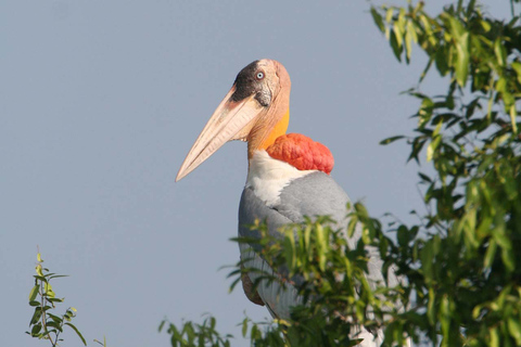 Siem Reap: Excursão pela Reserva da Biosfera Prek Toal Tonle Sap