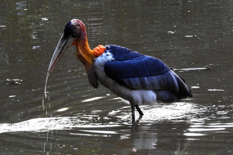 Siem Reap: Prek Toal Tonle Sap Biosphere Reserve Tour