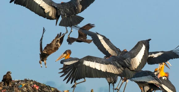 Siem Reap: Prek Toal Tonle Sap Biosphere Reserve Tour