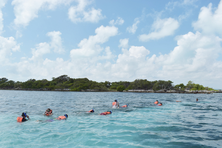 Cancun: Whake Shark Sightseeing, visit Isla Mujeres & Contoy