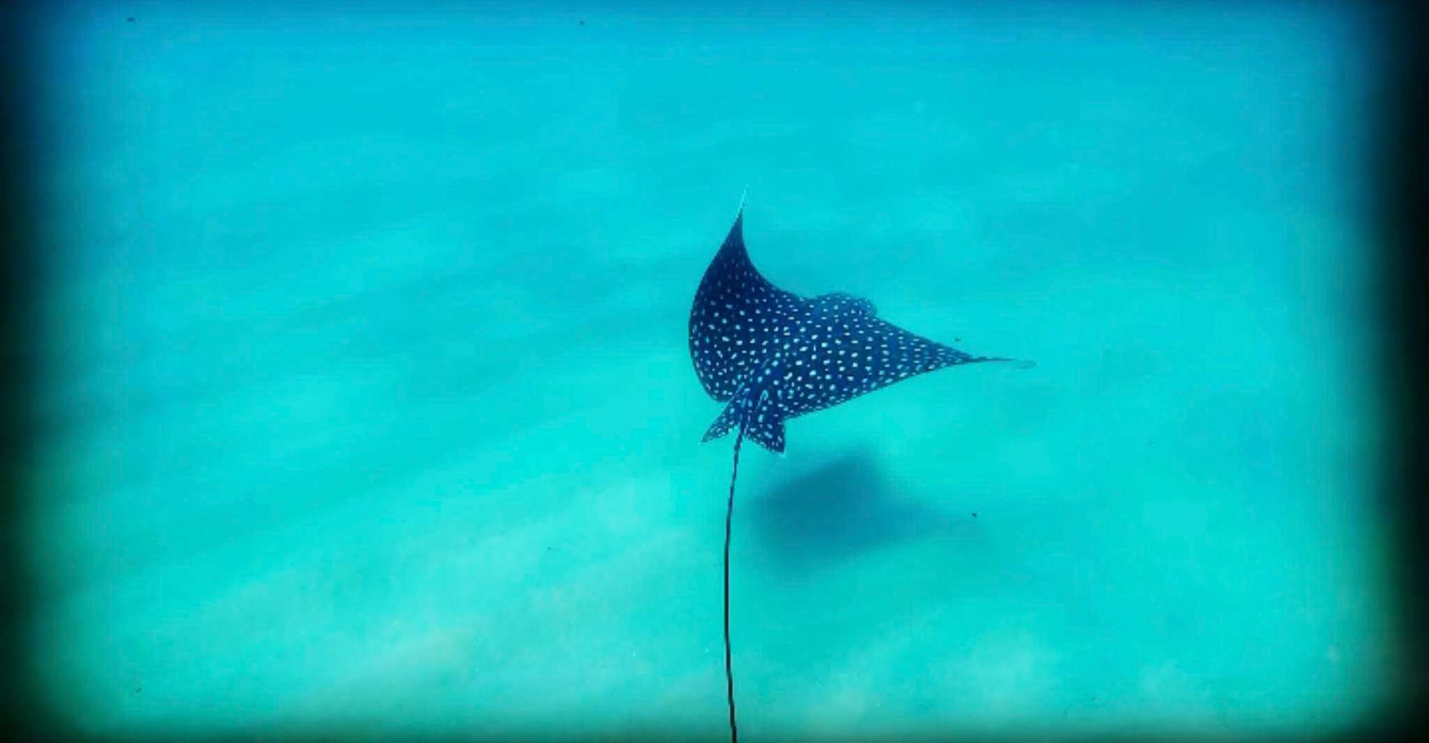 Snorkeling con manate e tartarughe a San Juan - Hizvo