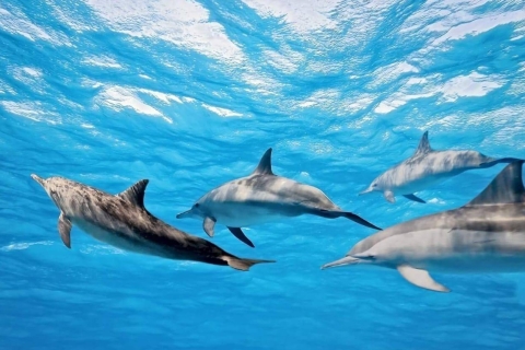 Hurghada: île d'Orange, safari, excursion de 3 jours à Dolphin HouseDepuis la baie de Makadi