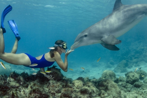 Hurghada: viaje de 3 días a la isla naranja, safari y casa de los delfinesDesde la bahía de Makadi