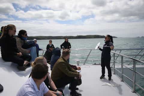 Auckland: Whale and Dolphin Watching Half-Day Eco Cruise