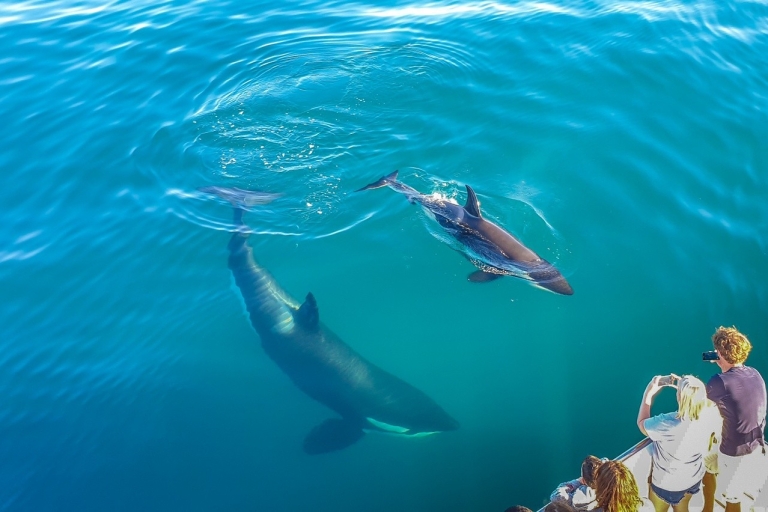 Auckland: Walvissen en dolfijnen kijken halve dag Eco Cruise13:30 uur Walvis- en dolfijncruise