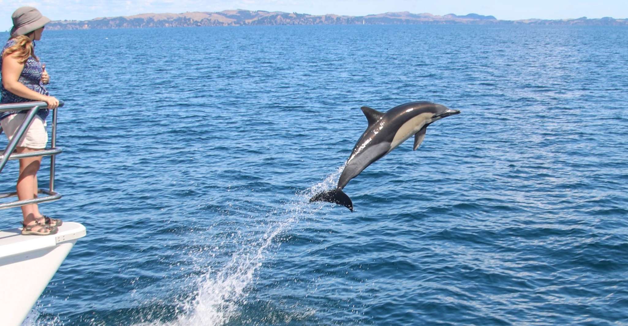 Auckland, Whale and Dolphin Watching Half-Day Eco Cruise - Housity