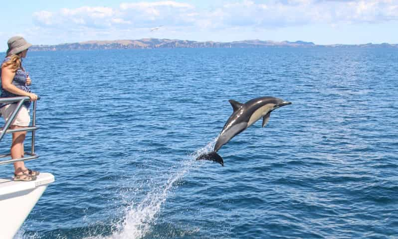 Auckland: Whale And Dolphin Watching Half-Day Eco Cruise | GetYourGuide