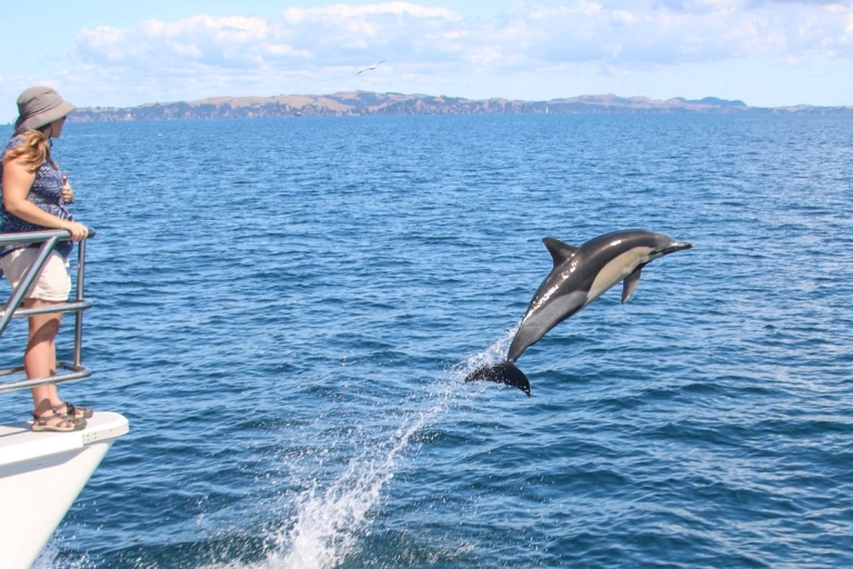 Auckland: Halbtägige Öko-Kreuzfahrt zum Beobachten von Walen und Delfinen1:30 Uhr Wal- und Delfinbeobachtungstour